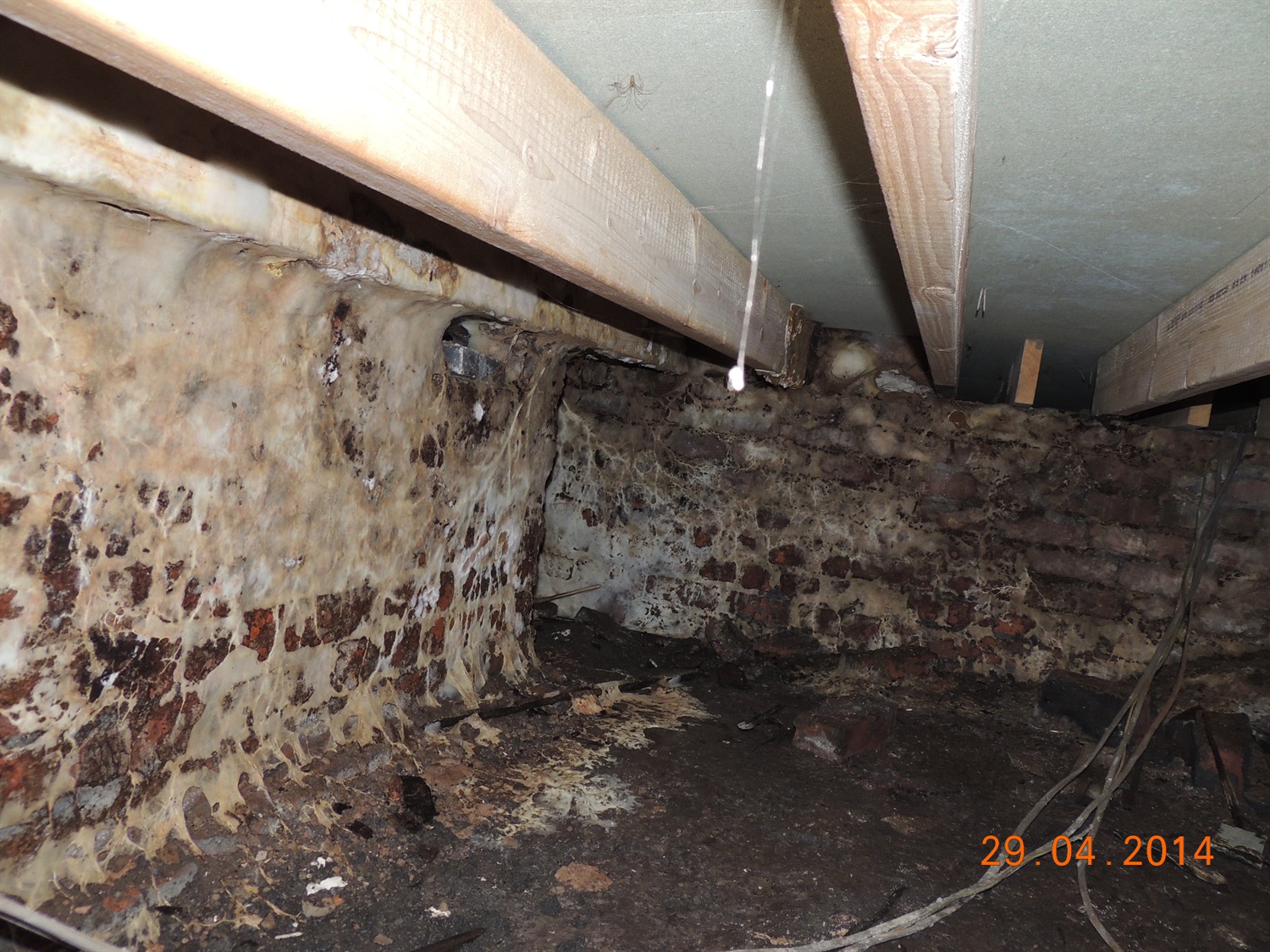 980 Dry Rot DSCN6332